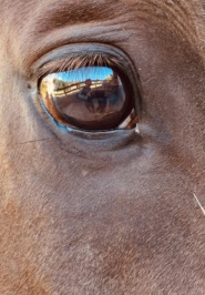 Occhio Cavallo